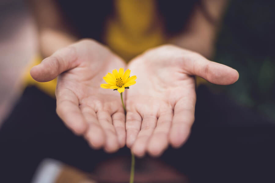 Hands cupping a delicate tiny yellow flower