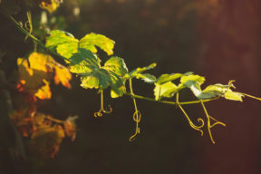 A grapevine branching out into the sun