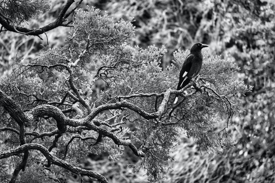 Winter tree with magpie, black and white photo