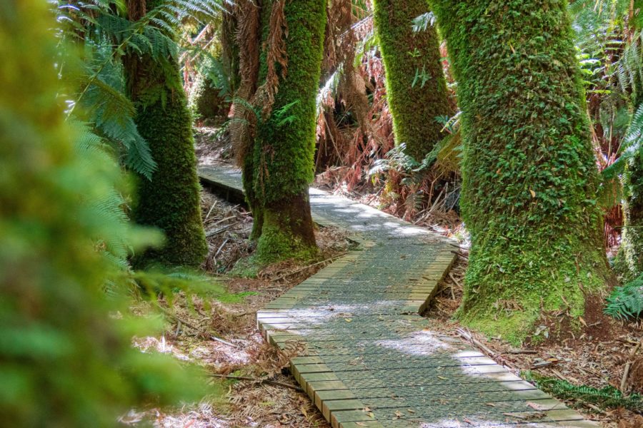Tasmania forest walking path