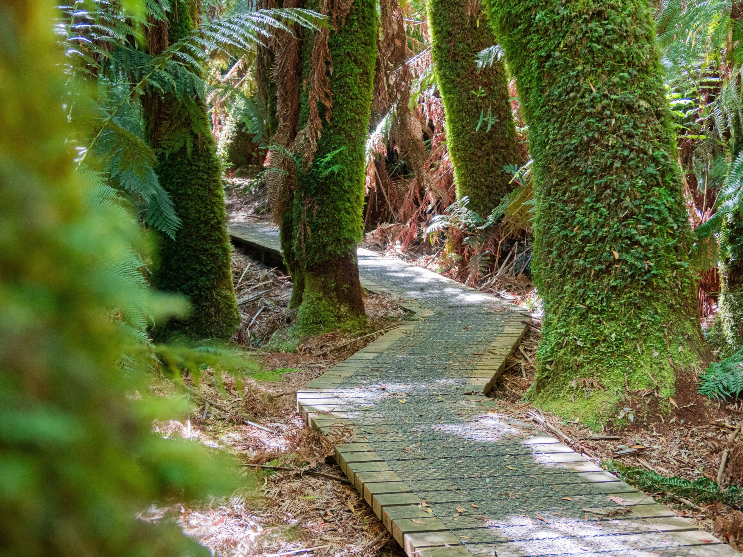 Tasmania forest walking path