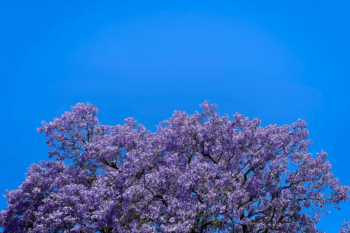 Purple jacaranda against blue sky
