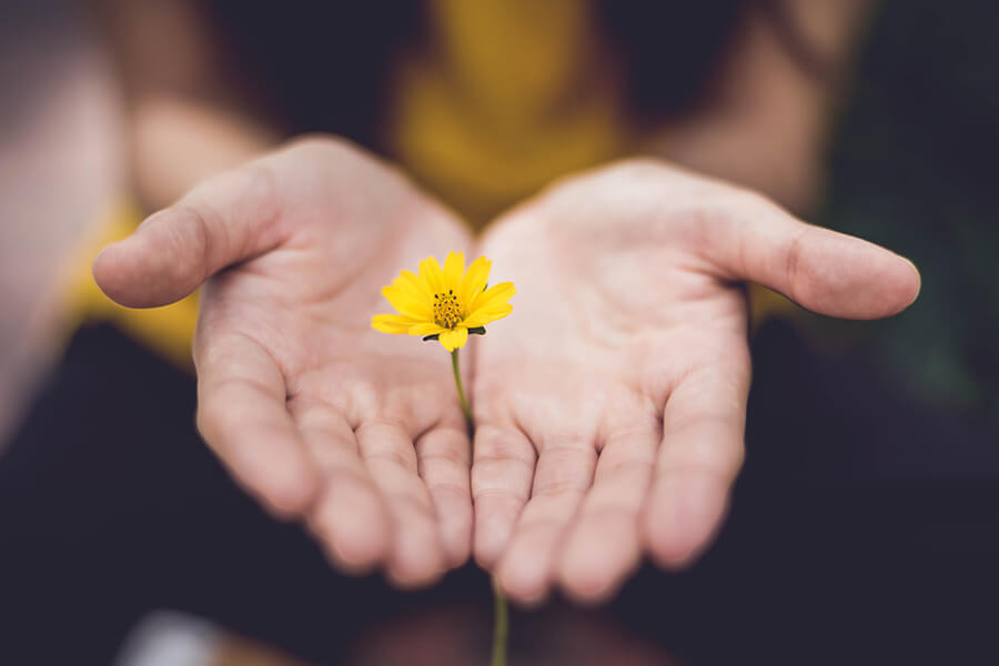 Hands holding a flower