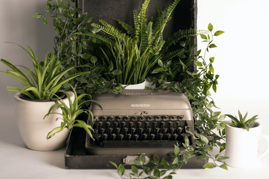Pot plants surround a typewriter