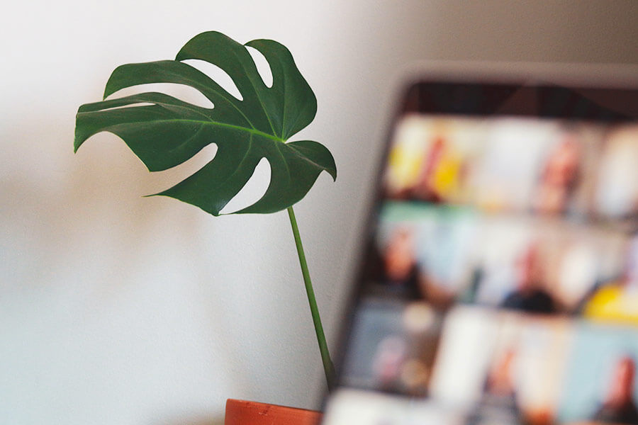 A plant pokes out from behind a laptop. Image by sigmund on Unsplash.