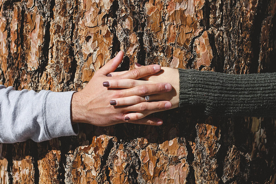 Two people's hands clasp the truck of a big tree.