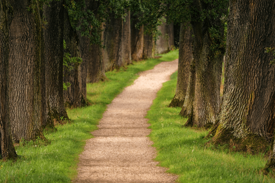 Forest pathway
