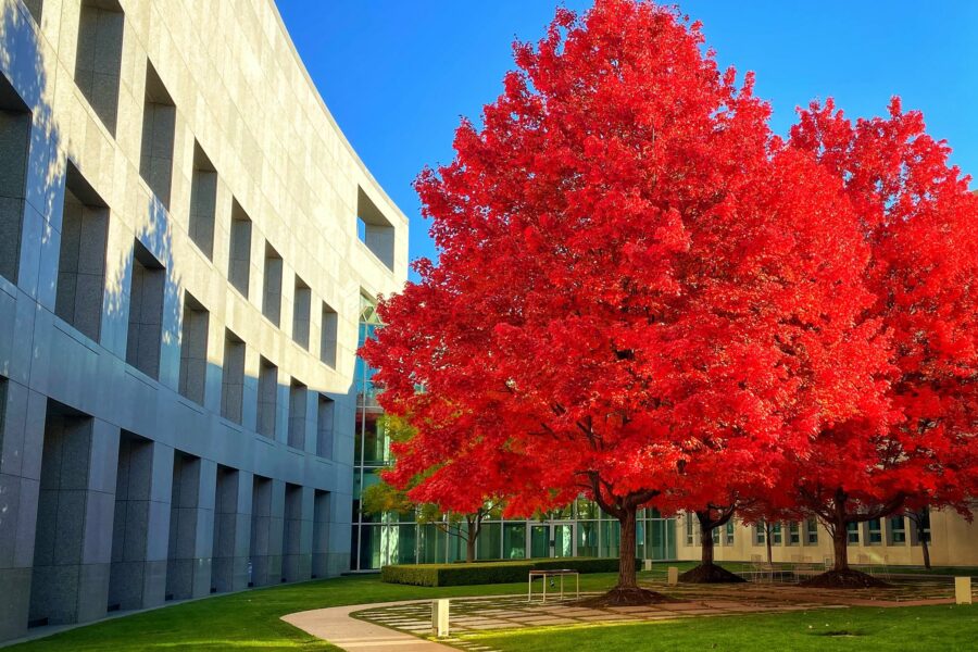Red maple tree, the budget tree, in Parliament House Canberra