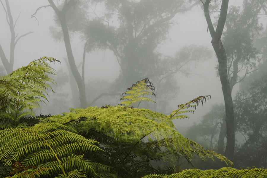 Ferns in a fog forest Blue Mountains