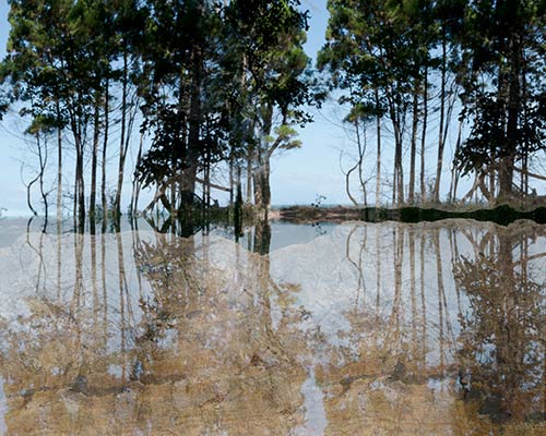 Illustration by Claudine Thornton Creative of Australian trees reflected in water