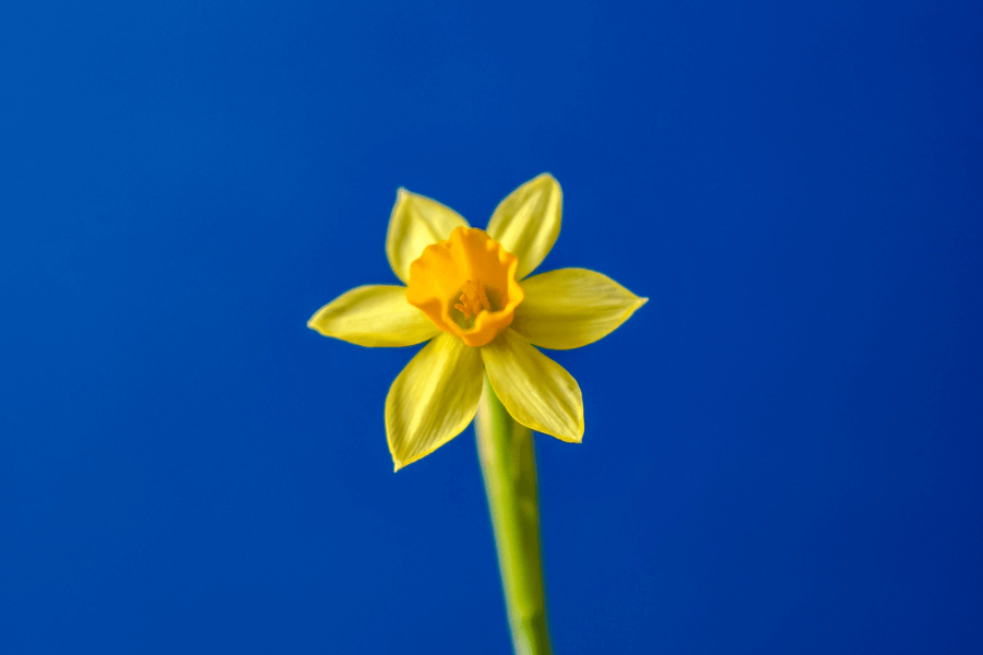 Daffodil on blue background