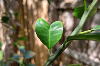 Heart shaped leaf on lemon tree