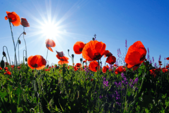 Sunrise on field of red poppies