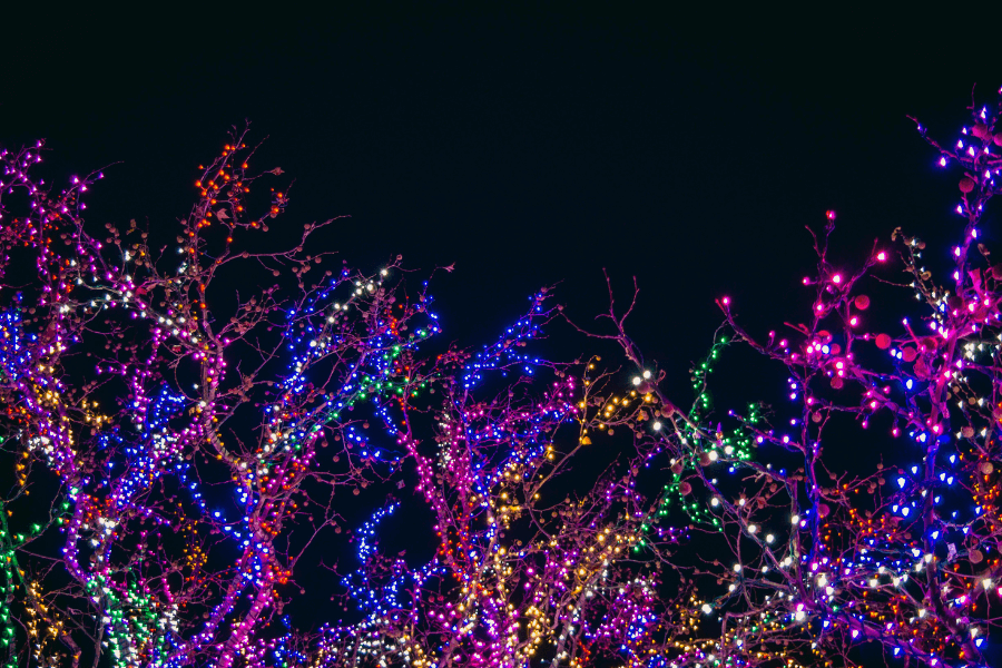 Multicoloured lights in trees against night sky