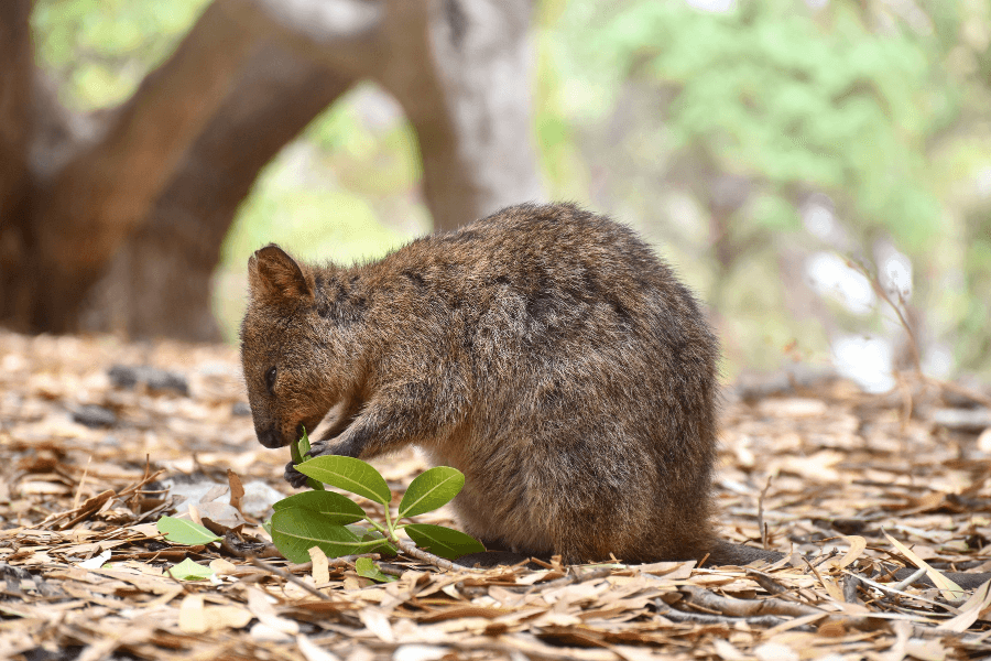 Super cute quokka marsupial