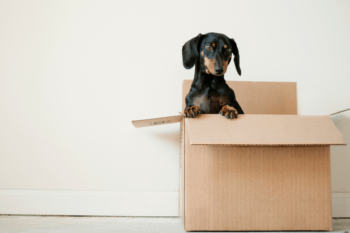Dog sitting in a cardboard box