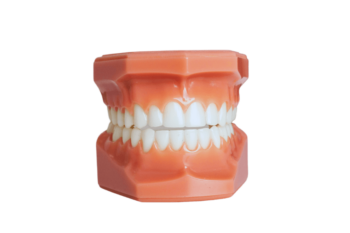 Mold of teeth dentures